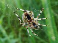 /album/araneidae/araneus-marmoreus4-jpg/